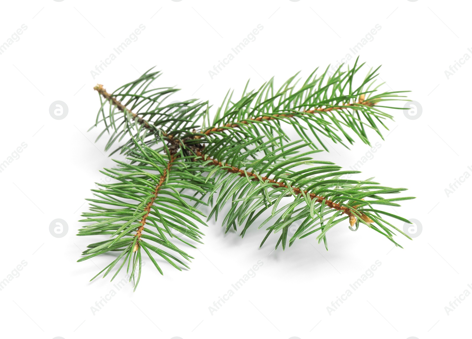 Photo of Branch of Christmas tree on white background