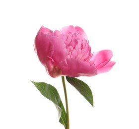 Fragrant bright peony on white background. Beautiful spring flower