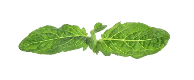 Photo of Fresh green leaves of cherry tomato isolated on white