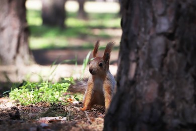 Cute red squirrel on ground in forest