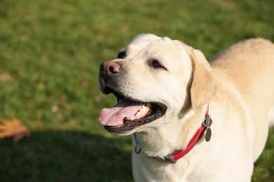 Photo of Cute yellow Labrador outdoors on sunny day