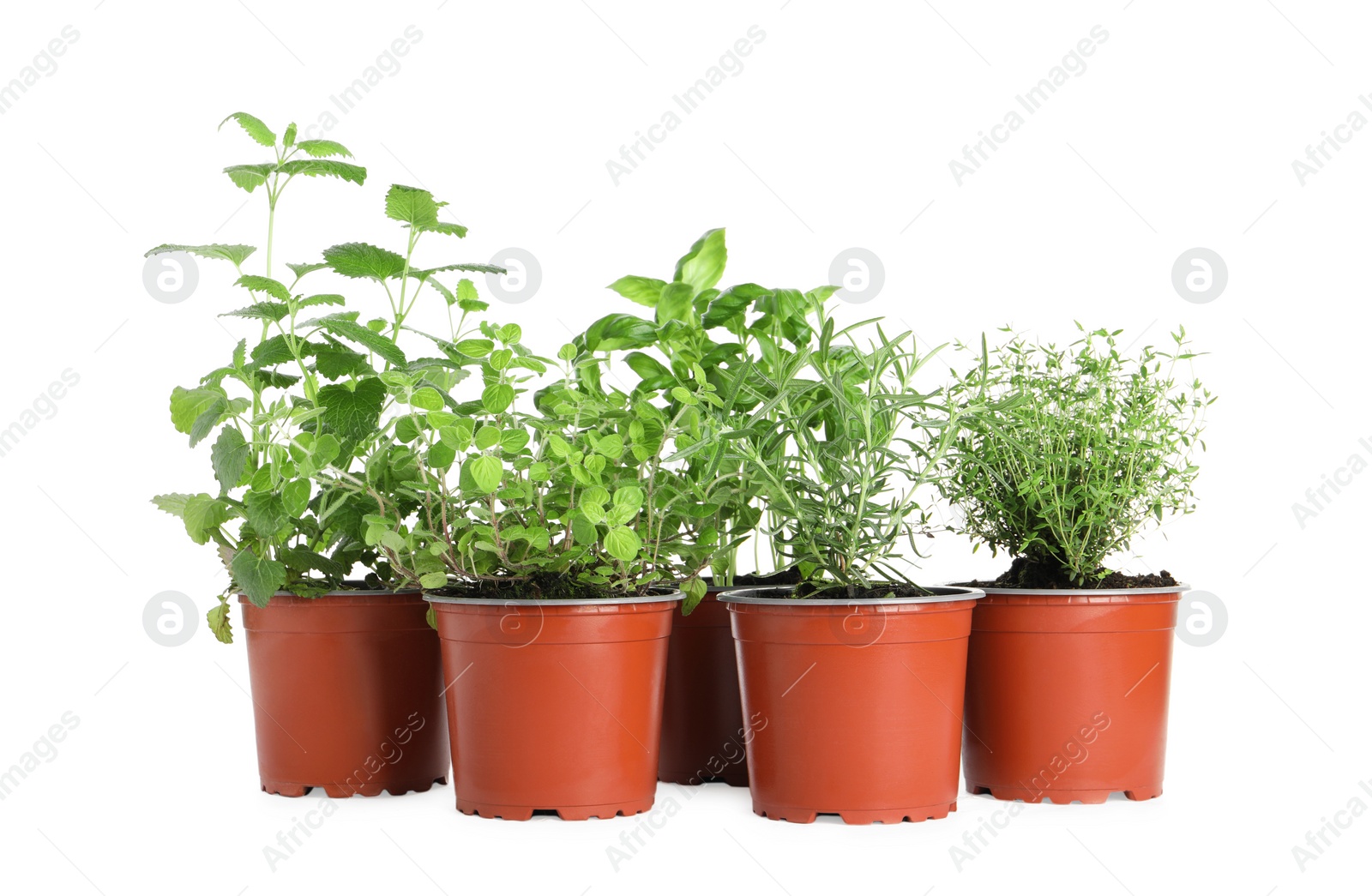 Photo of Different aromatic potted herbs on white background