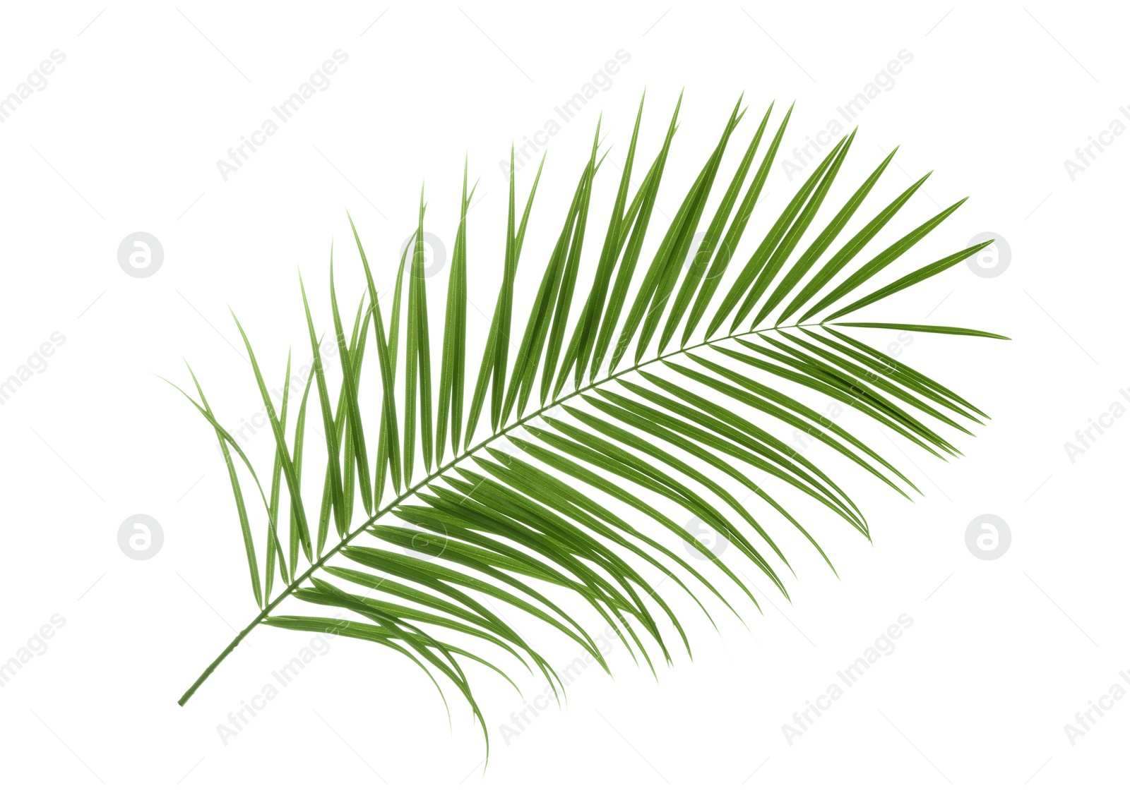 Photo of Beautiful tropical Sago palm leaf on white background