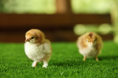 Photo of Two cute chicks on green artificial grass outdoors, closeup. Baby animals