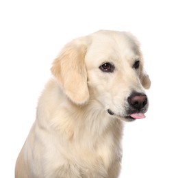 Cute Labrador Retriever showing tongue on white background