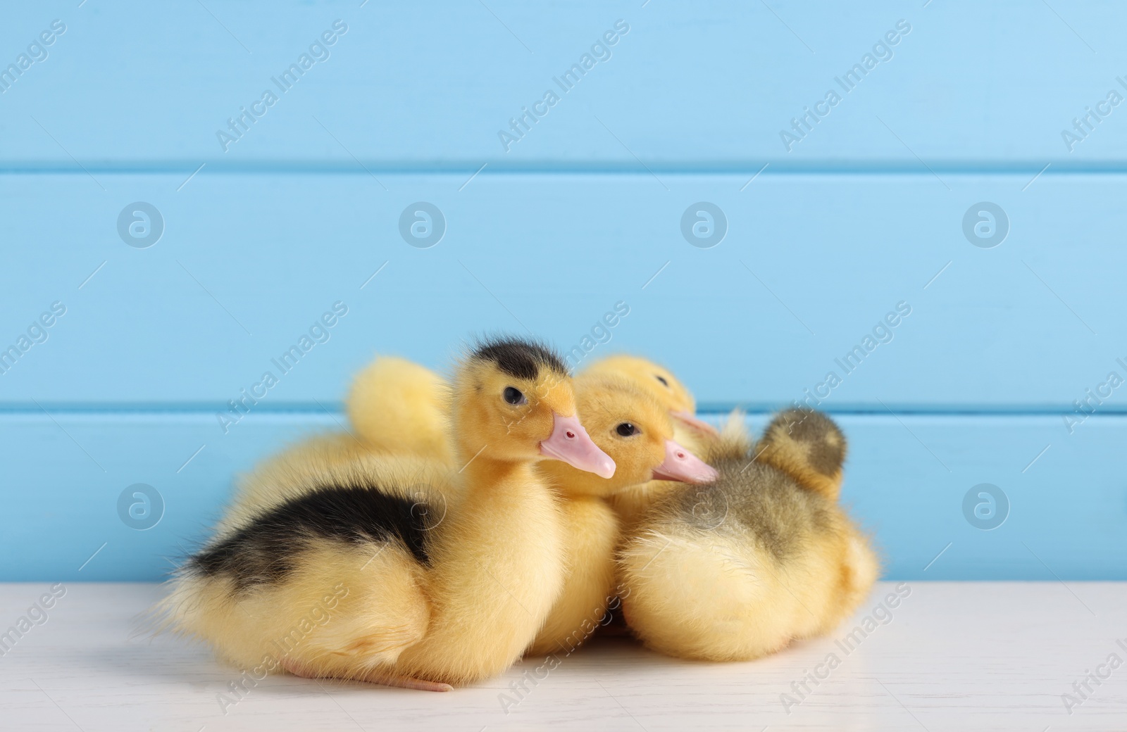 Photo of Baby animals. Cute fluffy ducklings on white wooden table near light blue wall