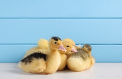 Baby animals. Cute fluffy ducklings on white wooden table near light blue wall