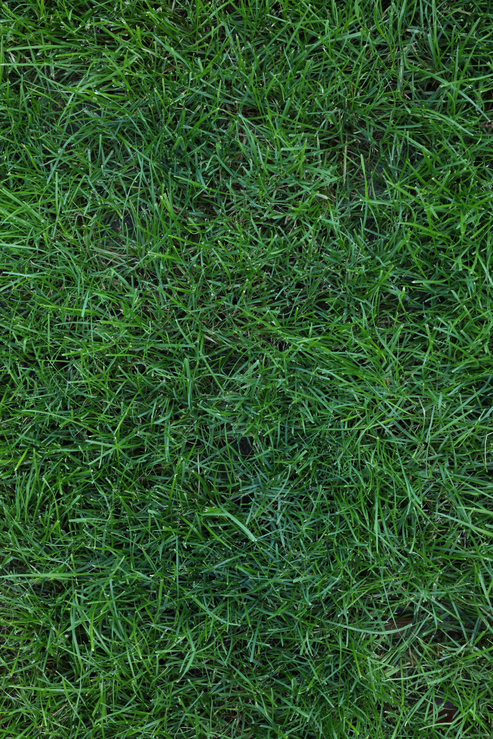 Photo of Fresh green grass growing outdoors on summer day, top view
