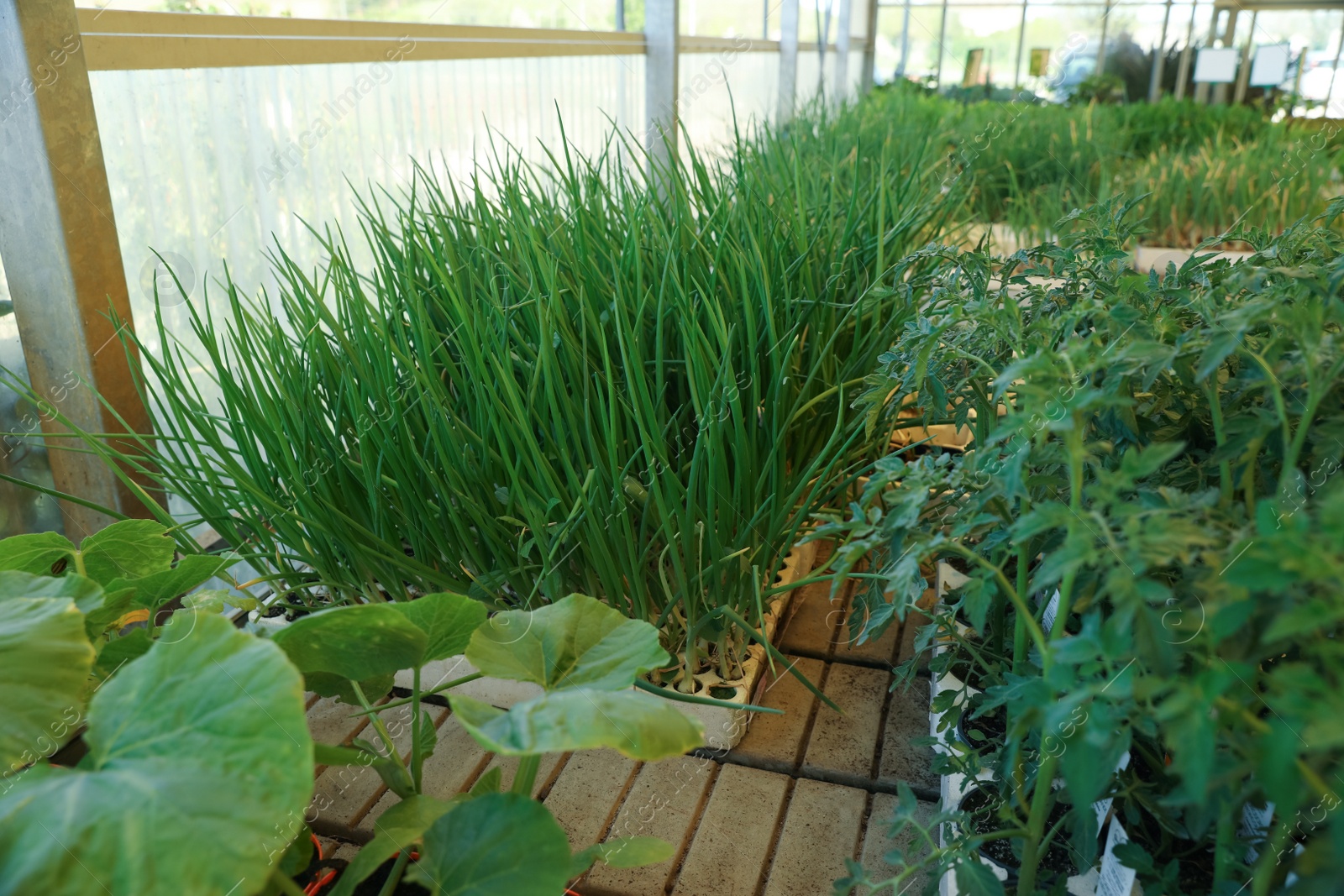 Photo of Many different vegetable seedlings in garden center