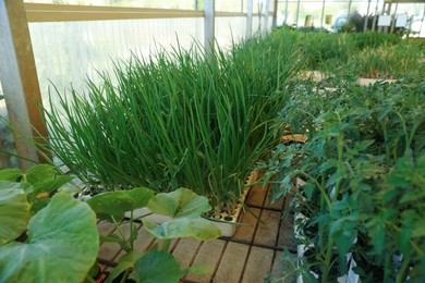 Many different vegetable seedlings in garden center