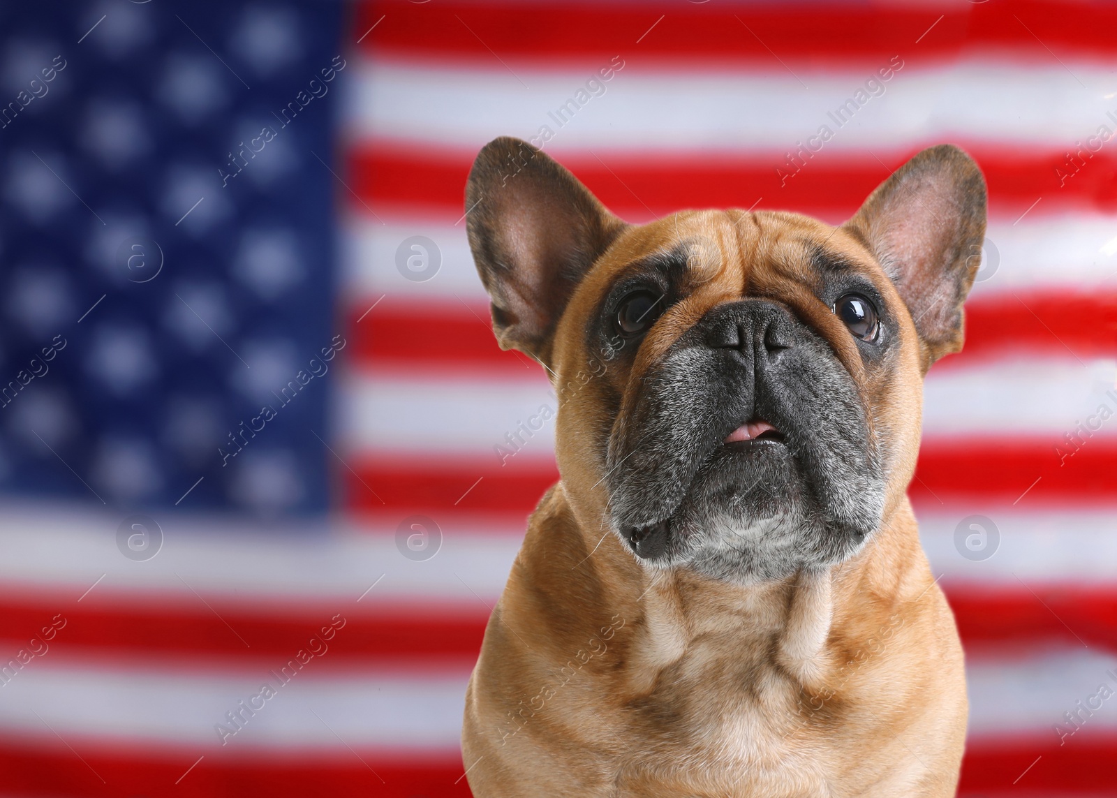 Image of Adorable dog against national flag of United States of America