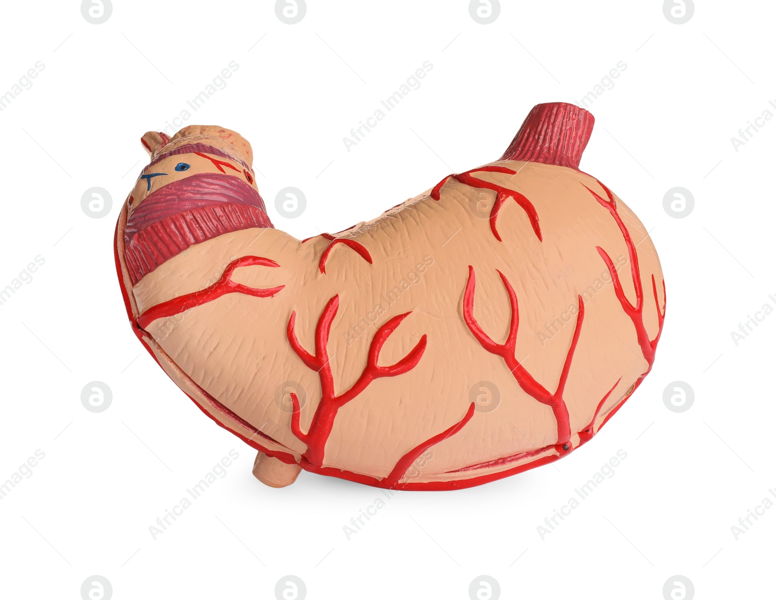 Photo of Anatomical model of stomach isolated on white. Gastroenterology