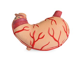 Photo of Anatomical model of stomach isolated on white. Gastroenterology