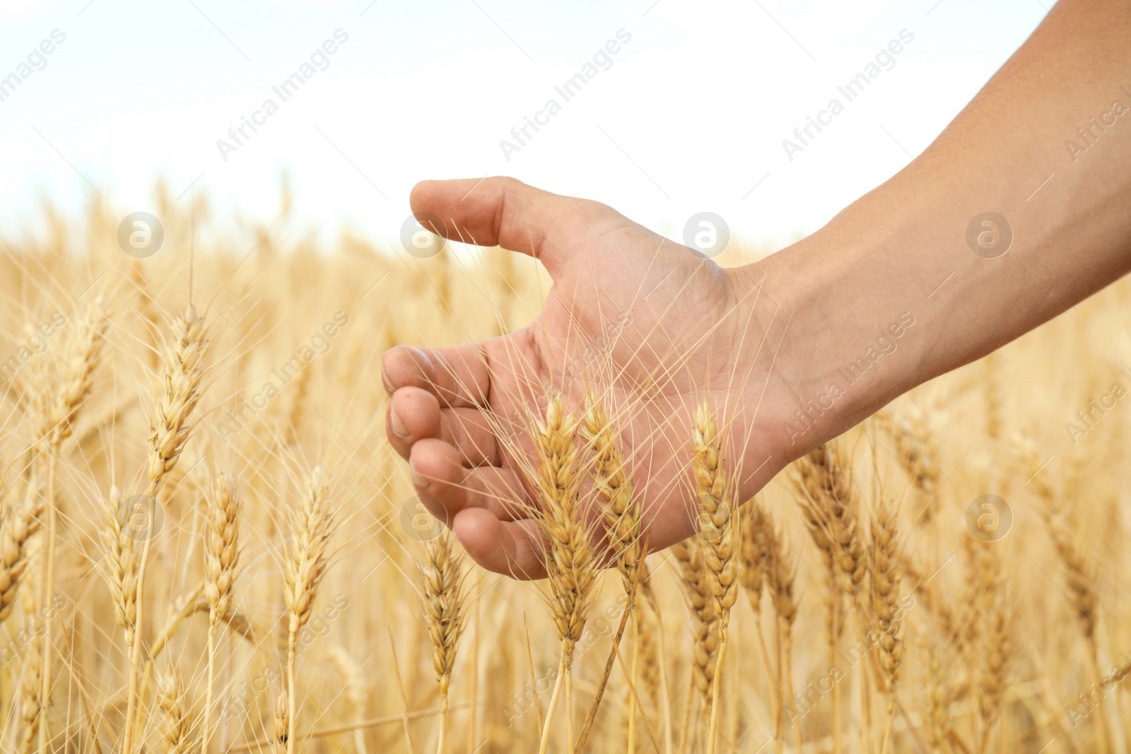 Photo of Agronomist in grain field, closeup. Cereal farming