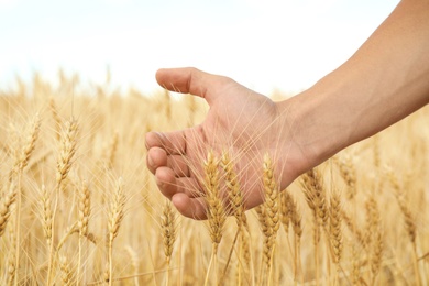 Photo of Agronomist in grain field, closeup. Cereal farming