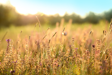 Photo of Beautiful field with wild flowers in morning