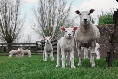 Cute funny sheep on green field. Farm animal