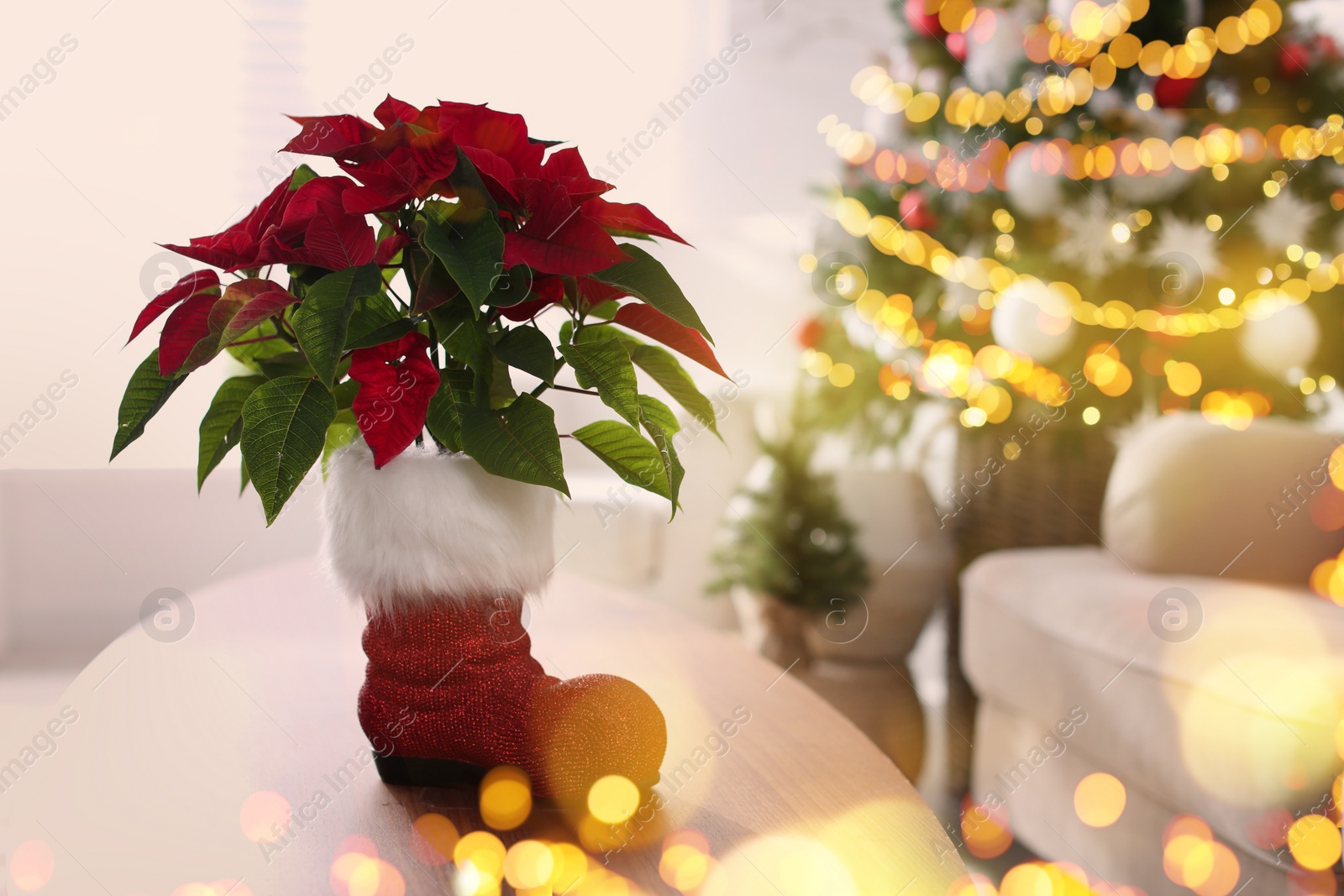 Image of Traditional Christmas poinsettia flower in room, bokeh effect 