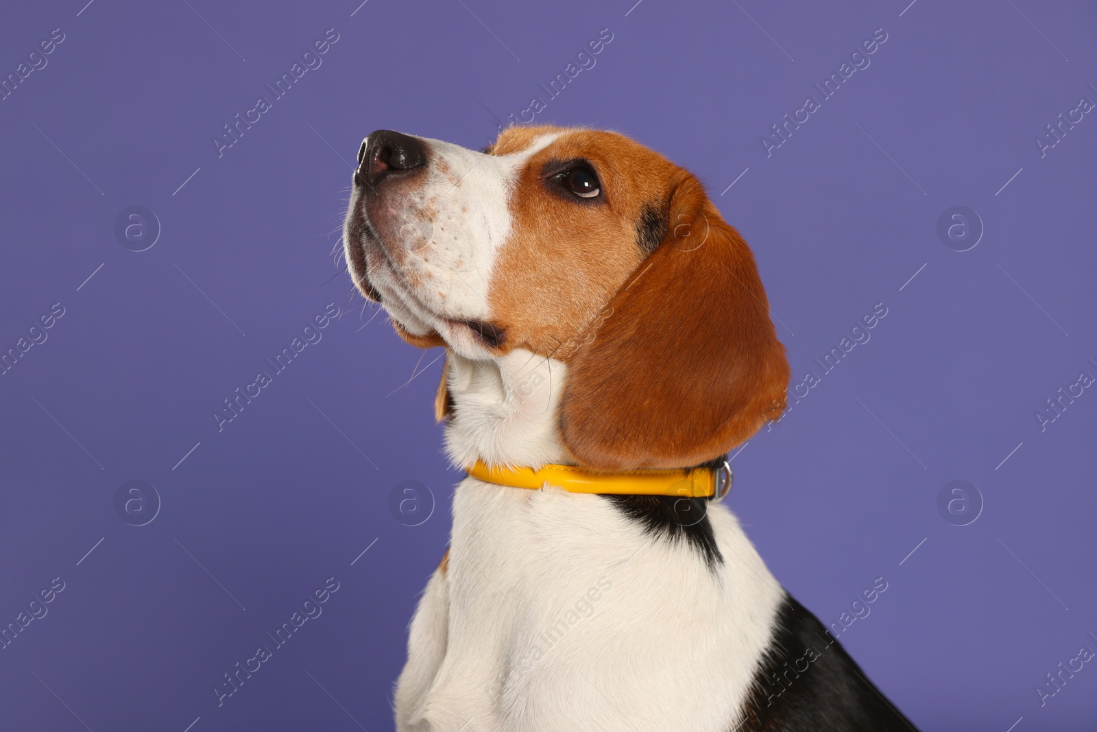 Photo of Adorable Beagle dog in stylish collar on purple background