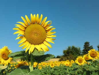Sunflowers growing in field under blue sky