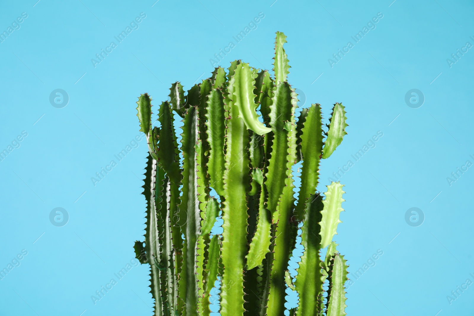 Photo of Beautiful cactus on light blue background. Tropical plant