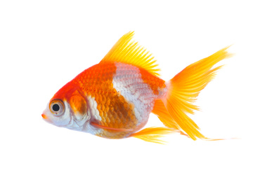 Beautiful bright small goldfish isolated on white