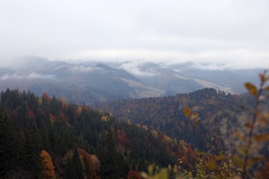 Beautiful mountain landscape with forest on foggy autumn day