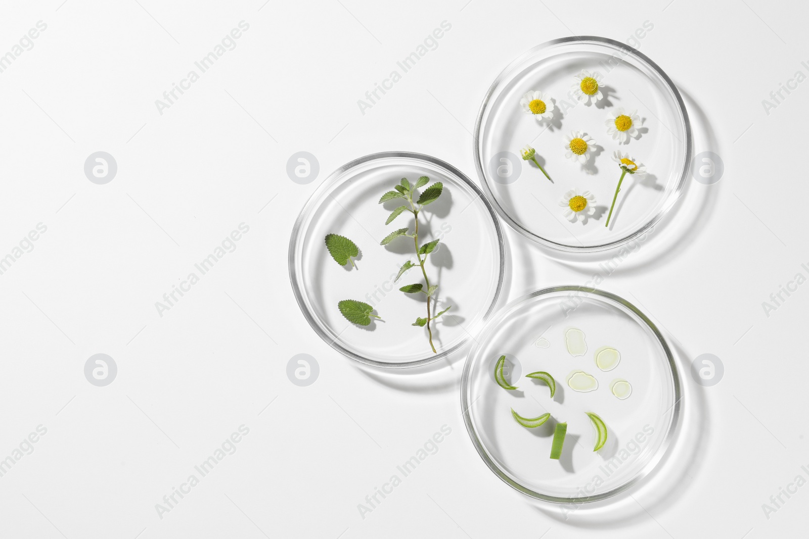 Photo of Petri dishes with different plants on white background, top view. Space for text