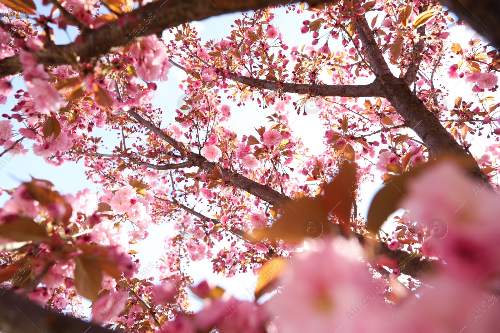 Photo of Delicate spring pink cherry blossoms on tree outdoors