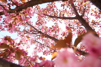Delicate spring pink cherry blossoms on tree outdoors