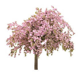 Beautiful blossoming sakura tree on white background