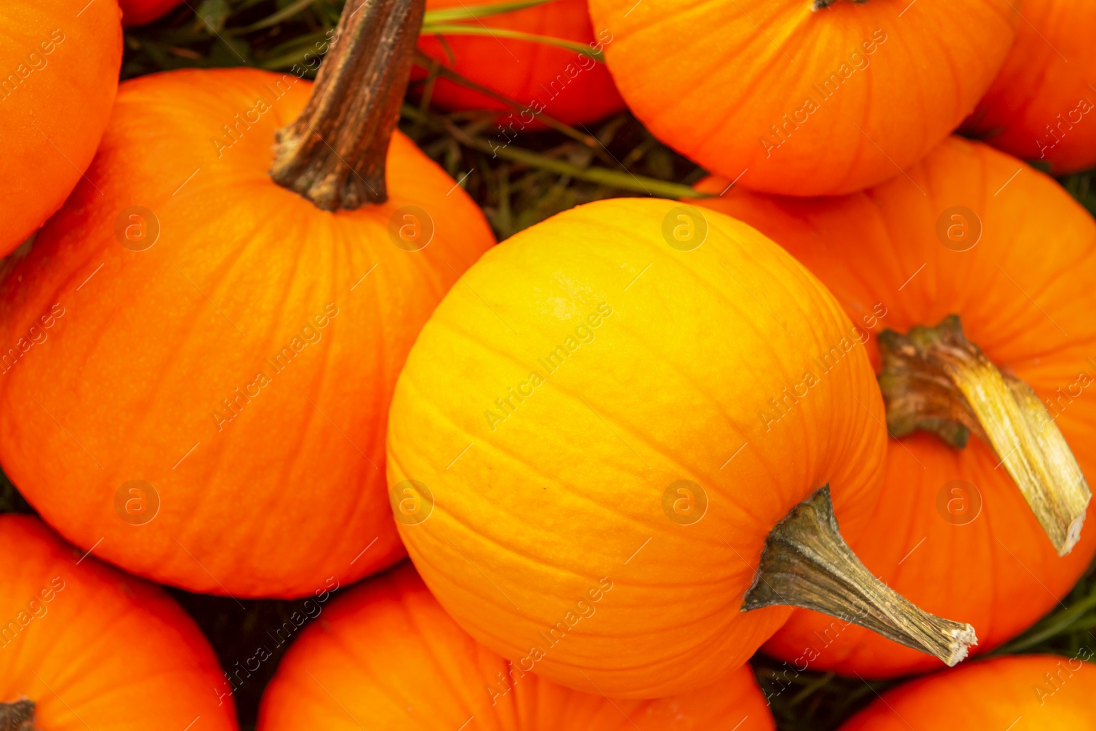 Photo of Many ripe orange pumpkins on grass, top view