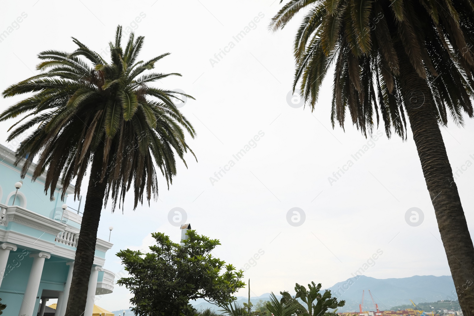 Photo of BATUMI, GEORGIA - MAY 31, 2022: Beautiful palms on city street, low angle view