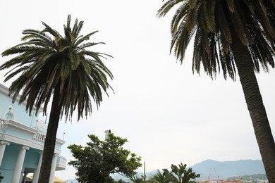 BATUMI, GEORGIA - MAY 31, 2022: Beautiful palms on city street, low angle view