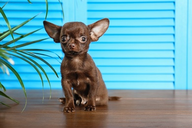 Photo of Cute small Chihuahua dog on wooden floor against light blue background. Space for text