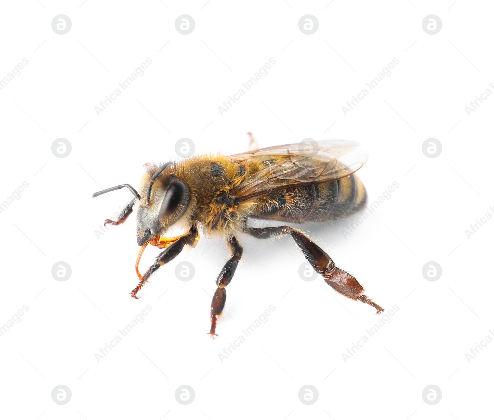 Photo of Beautiful honeybee on white background. Domesticated insect