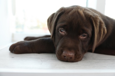 Chocolate Labrador Retriever puppy on  windowsill indoors