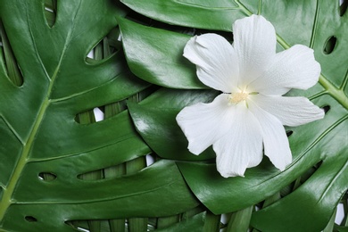 Photo of Tropical Hibiscus flower on leaves, top view