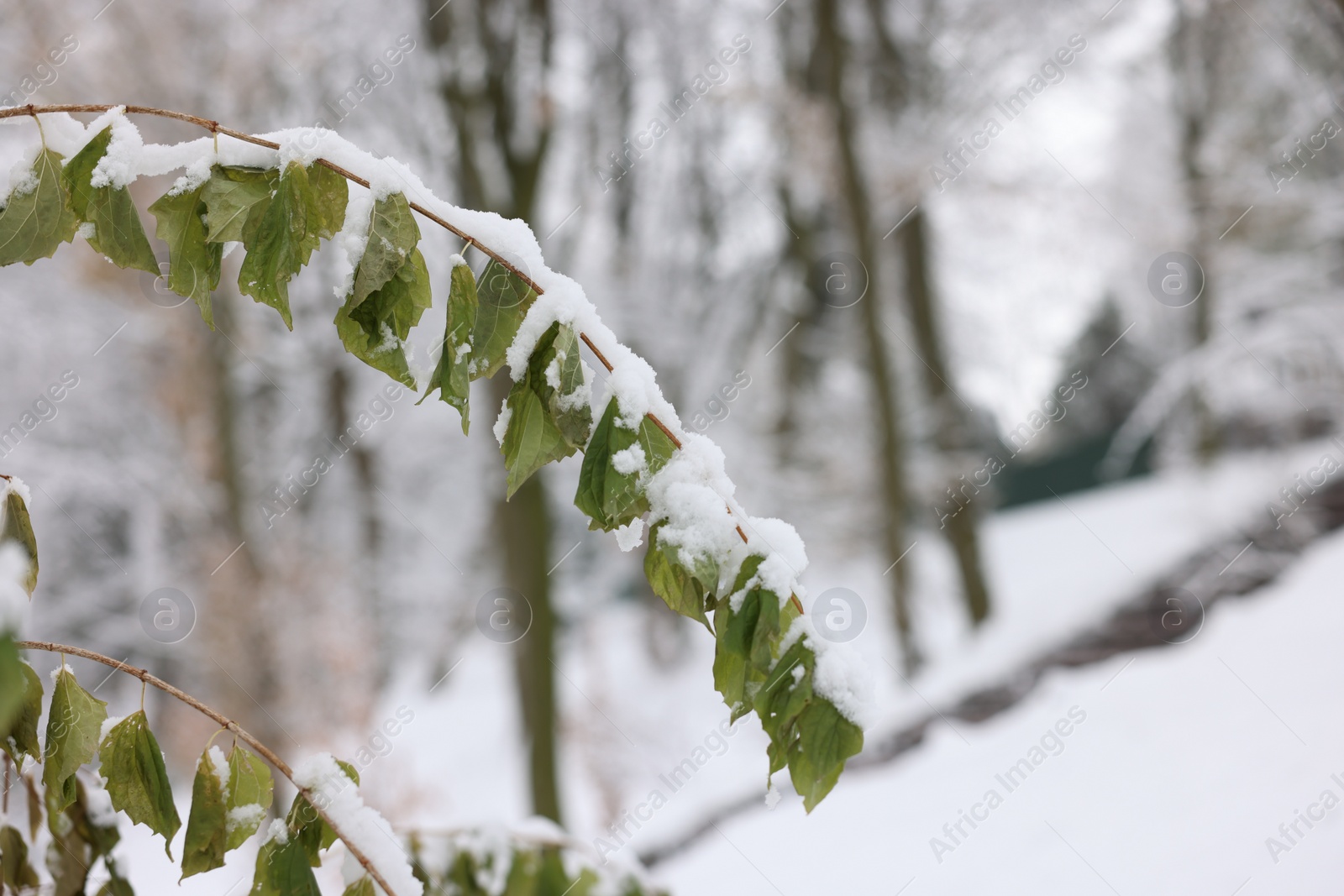 Photo of Beautiful tree branches covered with snow in winter park, closeup. Space for text