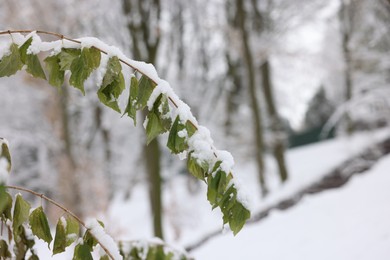 Beautiful tree branches covered with snow in winter park, closeup. Space for text