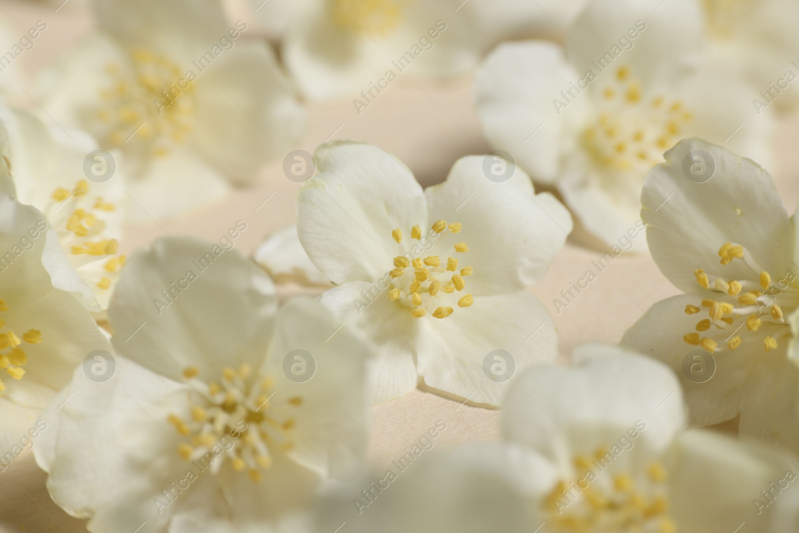 Photo of Many aromatic jasmine flowers on beige background, closeup