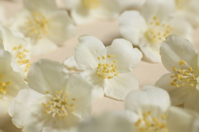 Many aromatic jasmine flowers on beige background, closeup