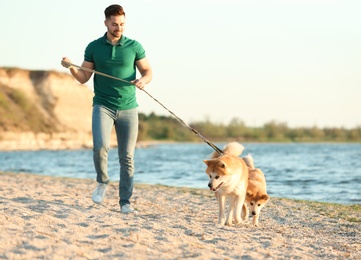 Young man walking his adorable Akita Inu dogs near river