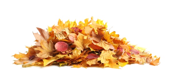 Photo of Heap of autumn leaves on white background