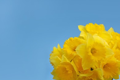 Photo of Beautiful daffodils on blue background, space for text. Fresh spring flowers