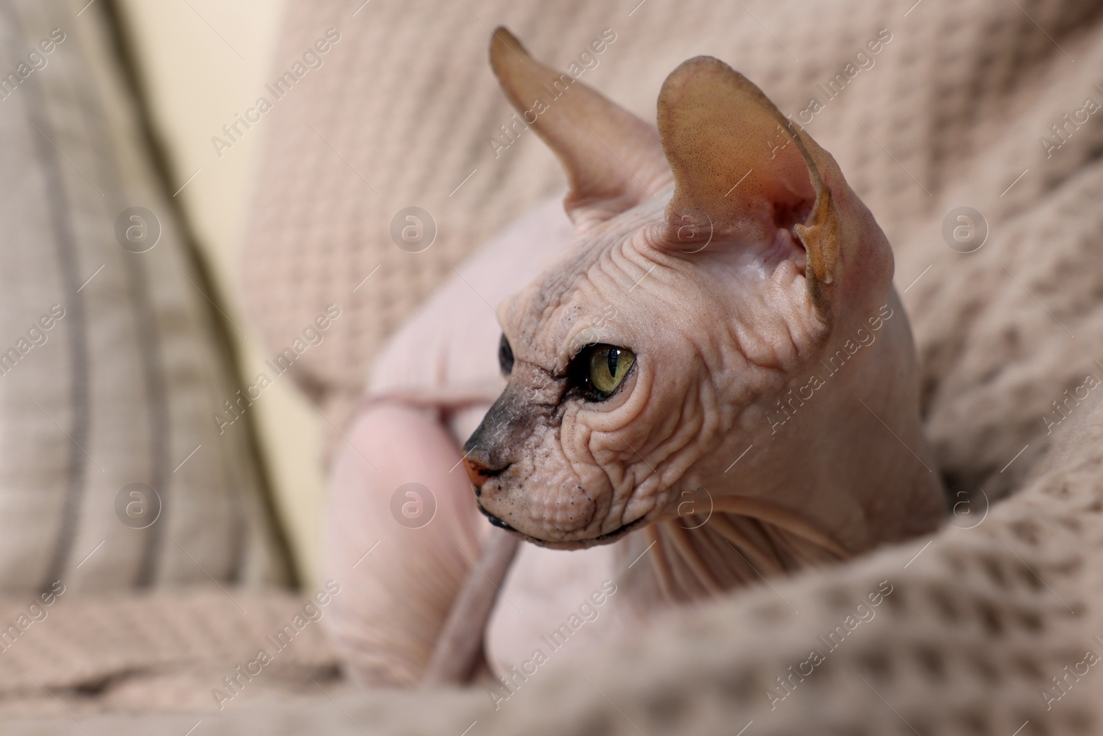 Photo of Beautiful Sphynx cat relaxing on sofa at home, closeup. Lovely pet