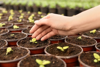 Photo of Woman taking care of seedlings in greenhouse, closeup