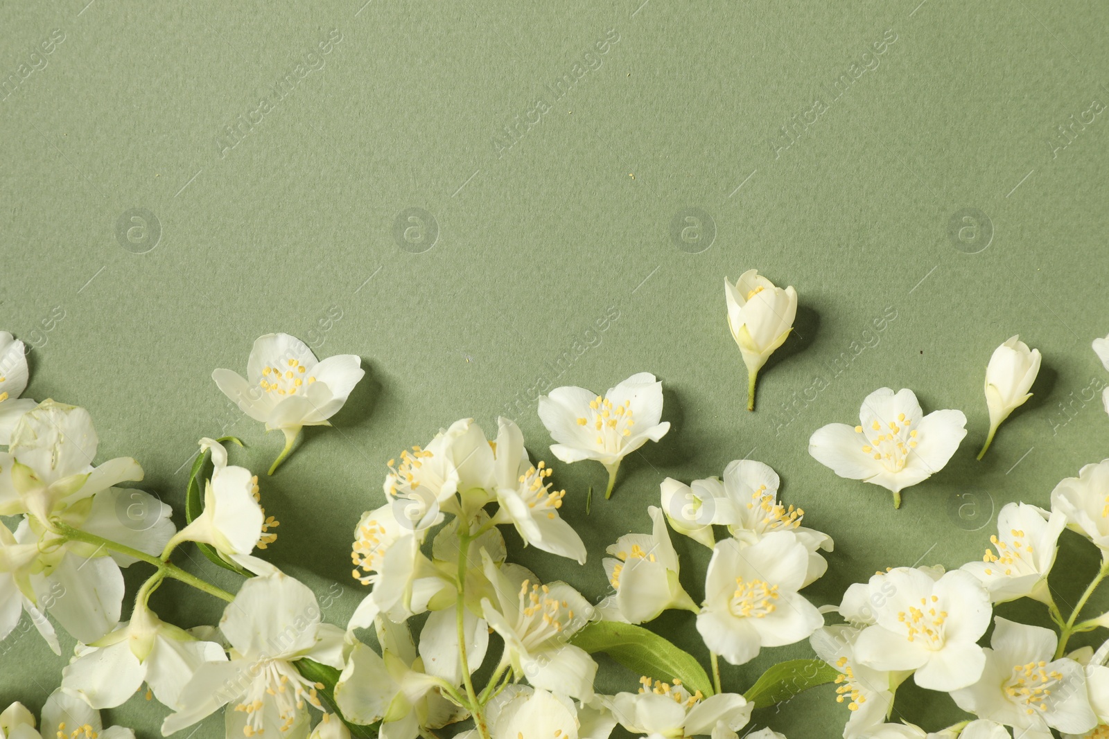 Photo of Beautiful jasmine flowers on pale green background, flat lay. Space for text