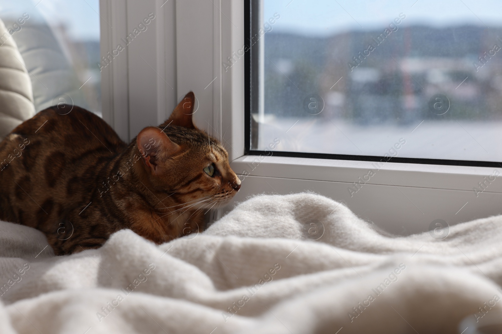 Photo of Cute Bengal cat lying on windowsill at home, space for text. Adorable pet