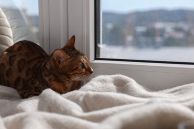 Cute Bengal cat lying on windowsill at home, space for text. Adorable pet